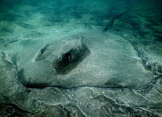 Costa Rica Pacific sea life