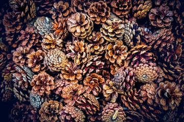 Background of macro closeup of dry brown pinecones pattern showing detail and texture in winter holiday season