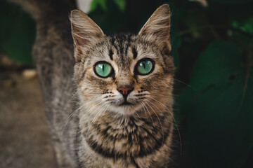 Gatita mirando fijamente 