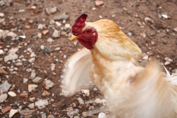 View of beautiful white rooster on the farm