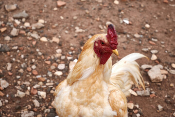 View of beautiful white rooster on the farm