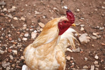 View of beautiful white rooster on the farm