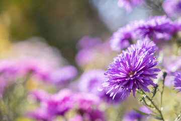Beautiful flowers in the garden