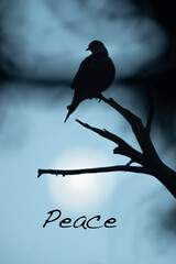 Morning Dove Watching the Moon