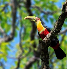 Tucano de Bico Verde 