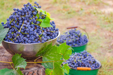 Blue grapes in a container