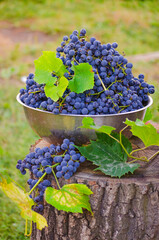 Blue grapes in a container