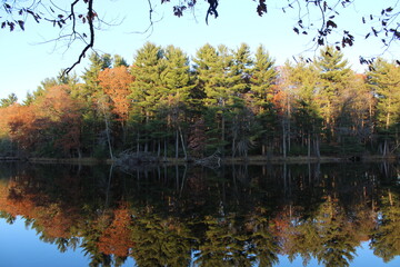 autumn trees reflected in water