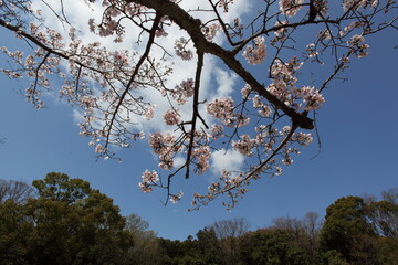 青空と桜