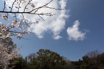 青空と桜
