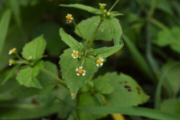 Shaggy soldier flowers / Asteraceae annual grass