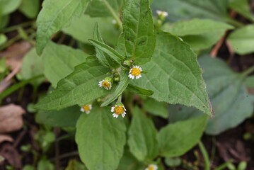 Shaggy soldier flowers / Asteraceae annual grass