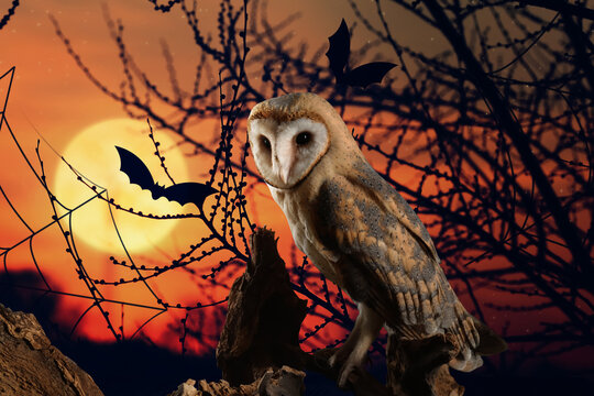 Owl In Creepy Forest With Bats On Full Moon Night