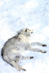 wolf sleeping on snow
