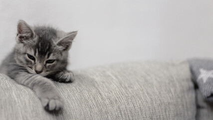 Retrato de un pequeño y adorable gato gris de dos meses de edad durmiendo relajada y plácidamente...