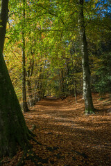 Fototapeta premium hiking path in an autumn forest