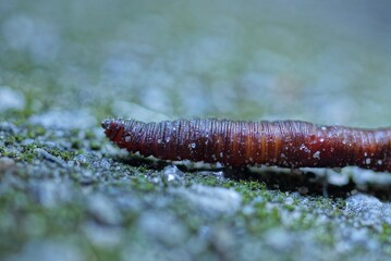 part of a red long worm in the sand lies on a gray stone on the street