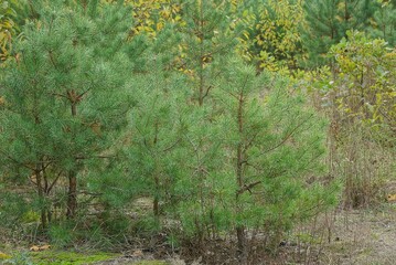  row of small green coniferous pines in the dry grass in the forest