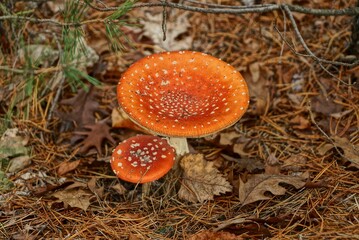 two red fly agaric mushrooms on brown dry needles in autumn forest