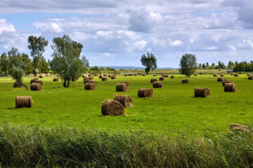 Harvested hay bales scattered on the meadow druring summer.