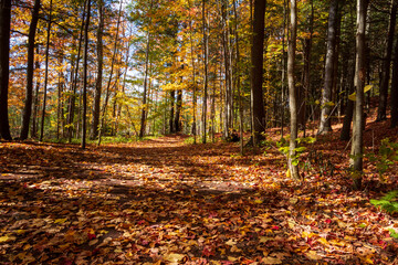 Fall Colours Maple Nature Reserve