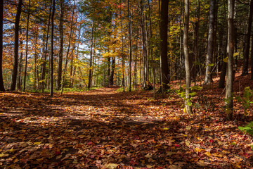 Fall Colours Maple Nature Reserve