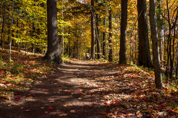 Fall Colours Maple Nature Reserve
