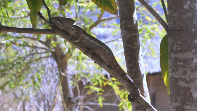 Giant Panther Chameleon Blending In On Tree Branch, Madagascar