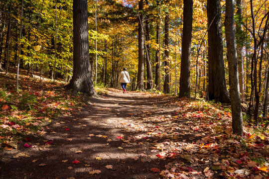 Fall Colours Maple Nature Reserve