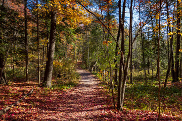 Obraz premium PFall Colours Maple Nature Reserve