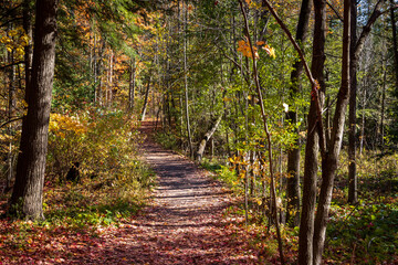 Obraz premium Fall Colours Maple Nature Reserve