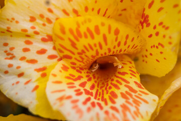 close up of yellow flower