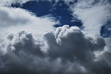 Obraz premium elephant