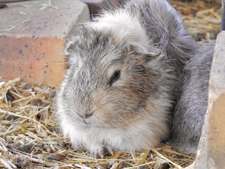 可愛いモルモット、正面