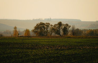 morning in the field