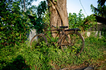 old bicycle in the park
