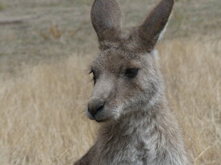Kangaroo close up with dry grass background.