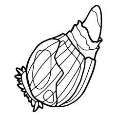 Vector illustration. Hand drawing botanical illustration. Spring flower bulb. Coloring page. Black line isolated on white background.