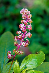 American pokeweed flowers and fruits (Phytolacca americana), Rio, Brazil 