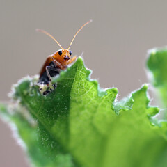 A Beetle Biting and Chewing Green Vegetable in the Farm is a Threat that Harm Good Harvest
