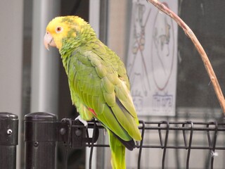 黄緑のオウム、休憩中