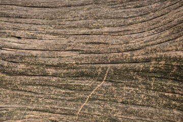 Embossed texture of the brown bark. Texture of bark wood use as natural background