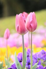 pink and yellow tulips