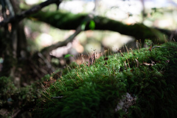 白谷雲水峡の小さな植物たち