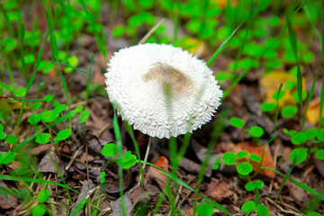 Macrolepiota Procera , white mushroom growing in the forest . Edible popular fungus