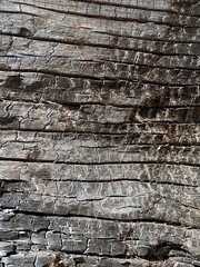 The texture of a burnt wooden stump after a bushfire