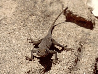 lizard on the rock