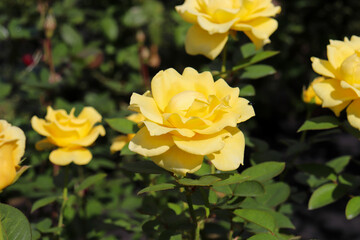 イエロー バラ 薔薇  ローズ 黄色