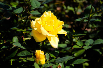 イエロー バラ 薔薇 ローズ 黄色
