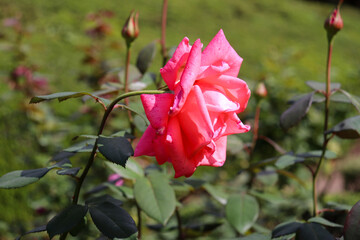 ピンク 薔薇 バラ ローズ ガーデン